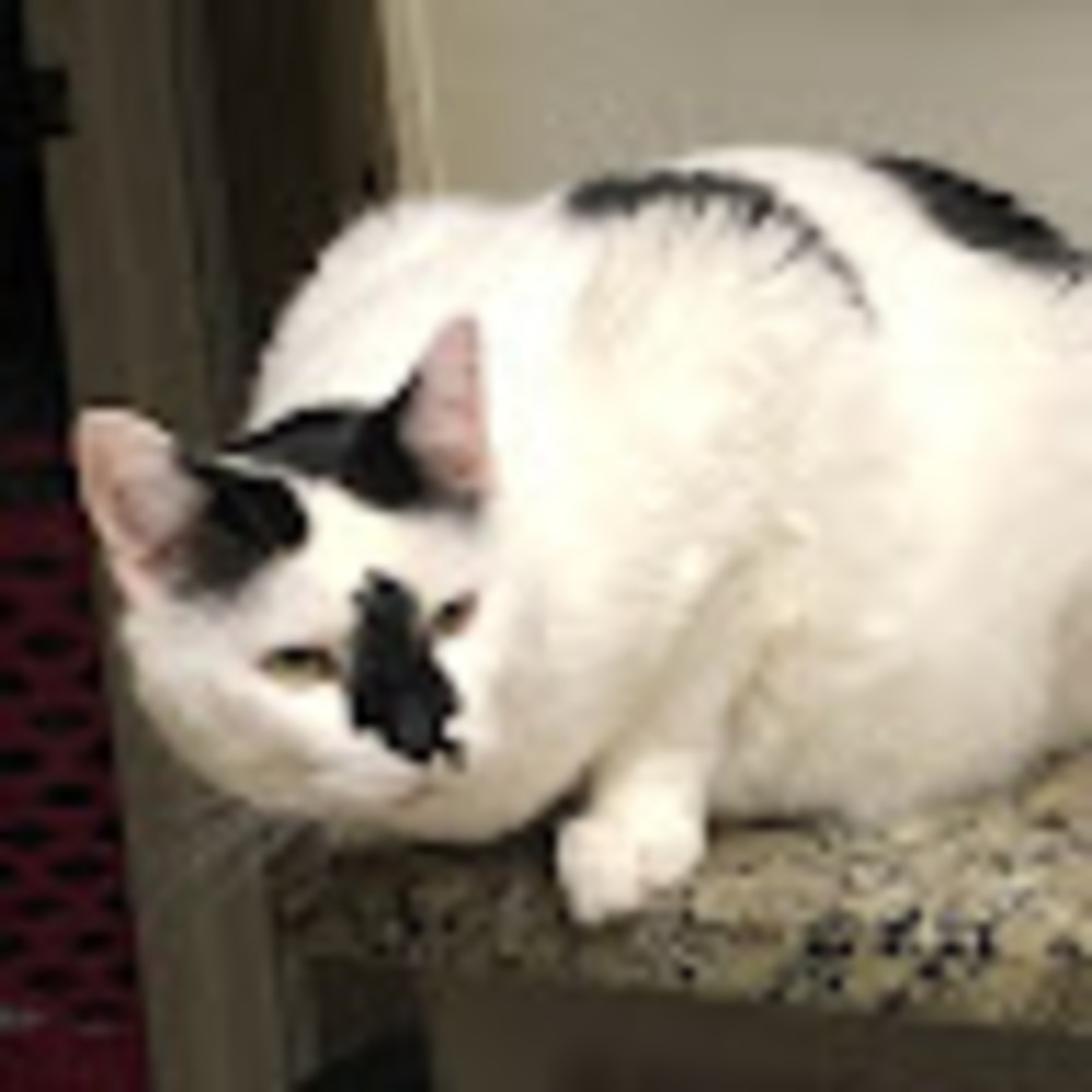 Meet your Posher, Kat